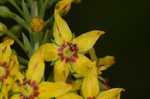 Earth loosestrife